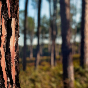 Action Pin Hygiene Professionnelle Ecorce Pin Foret