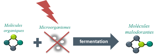 Action Desinfectante Processus Fermentation