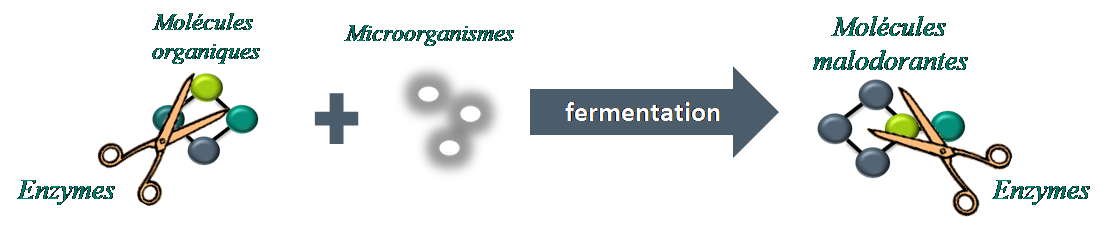 Action Enzymatique Processus Fermentation