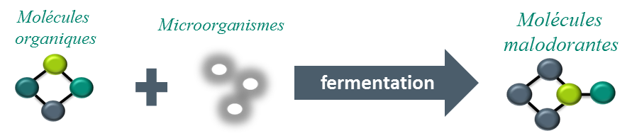 Processus Fermentation